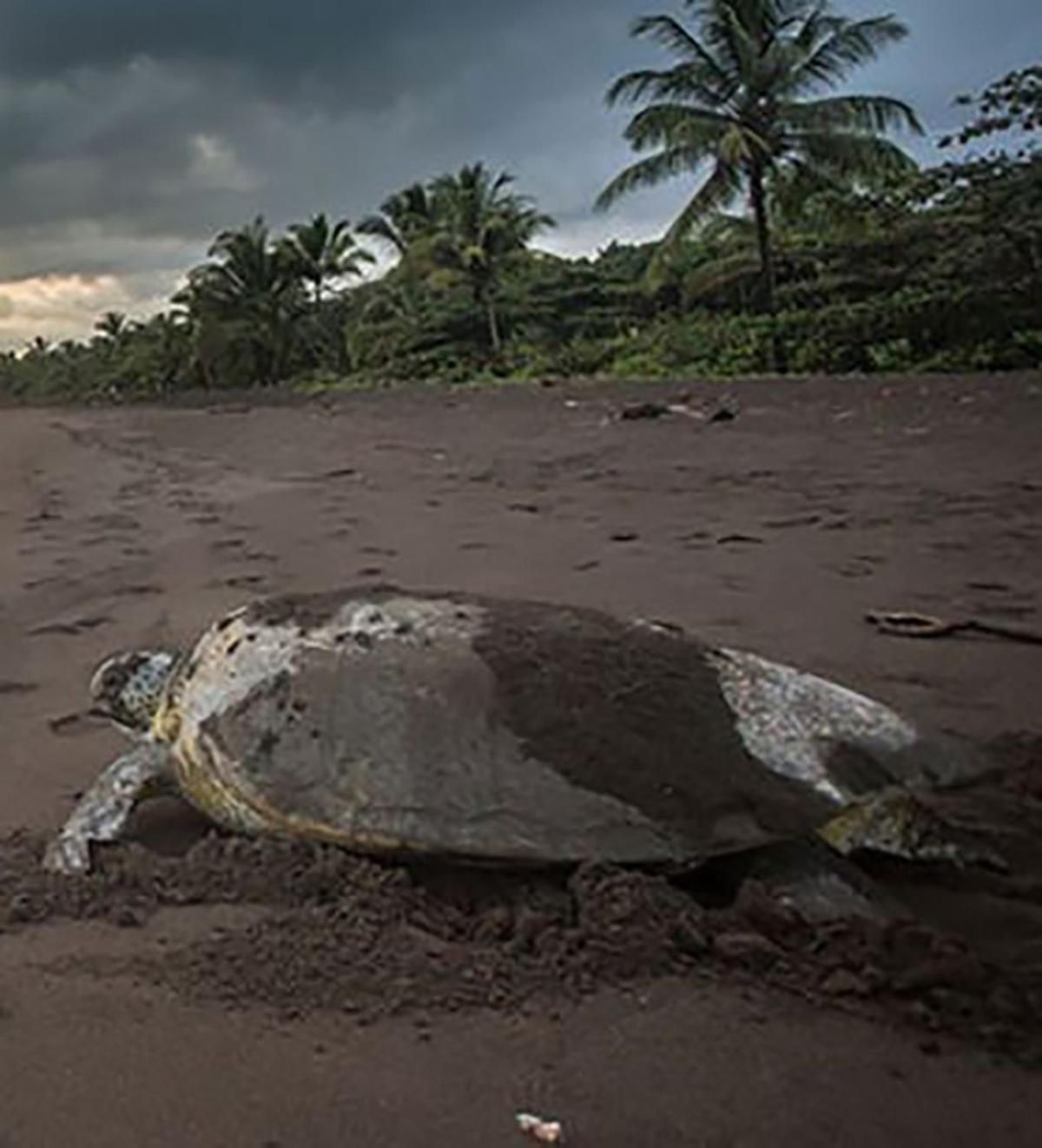 Chilamate Room 2 Tortuguero Buitenkant foto